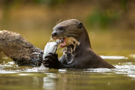 FOTOGALERIE Lovci zvířecí říše Zvirecizpravy cz