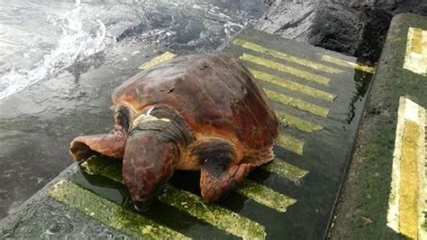 Encuentran Una Tortuga Muerta Con Un Profundo Corte En El Cuello En La