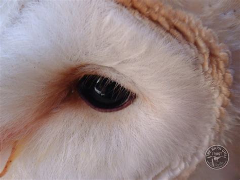 Barn Owl Eye