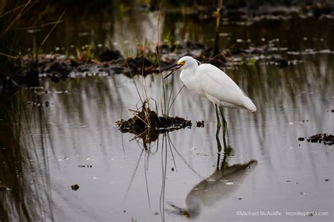 October Birds of Merritt Island National Wildlife Refuge