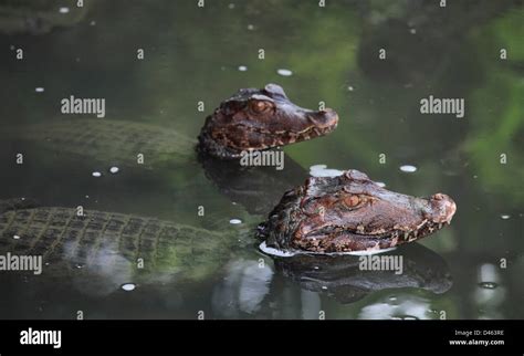 Cuviers Dwarf Caiman Paleosuchus Palpebrosus Singapore Zoo Stock