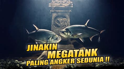 Megatank Ikan Predator Buas Ini Berhasil Dijinakan Youtube