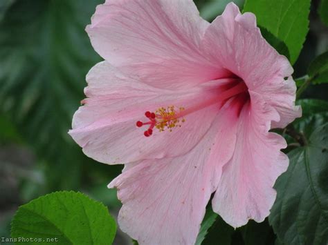 Pink Hibiscus Flower Close Up Photo Iansphotosnet