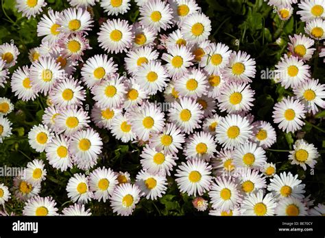 Daisies Bellis Perennis Stock Photo Alamy