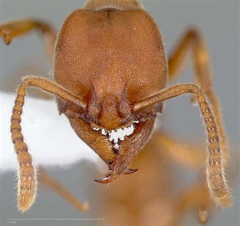 Dracula Ant | Amblyopone pallipes | Insect