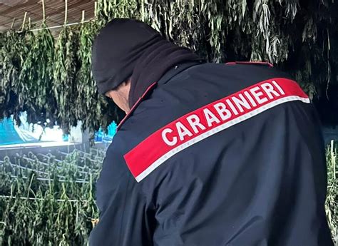 Maxi Operazione Antidroga Nel Nuorese Sequestrate Piante Di