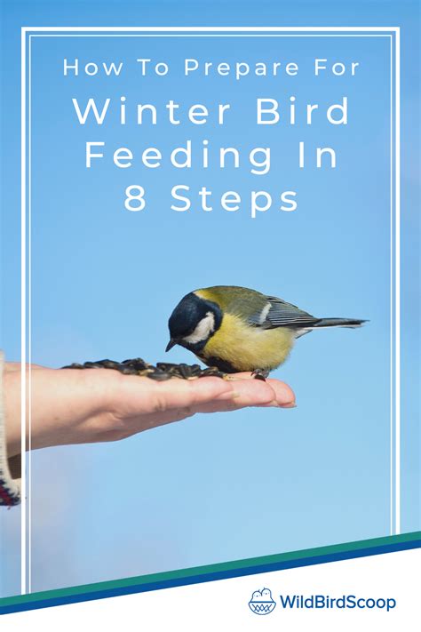 Winter Bird Feeding How To Feed Your Bird During Winter In 8 Steps In