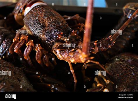 Rock Lobster South Africa Hi Res Stock Photography And Images Alamy