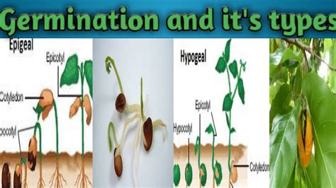 What Is Seed Germination?- Definition, Types, Process, 60% OFF