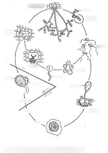 Exam 2 Oomycota Life Cycle Peronosporales Diagram Quizlet