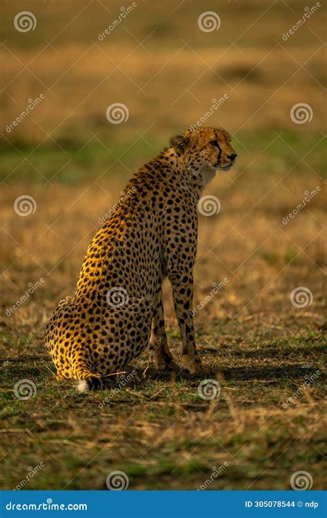 Cheetah Sits On Grassy Plain Staring Right Stock Photo Image Of