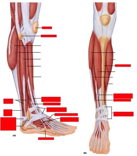 Muscles Of The Anterolateral Aspect Of The Right Leg Labeling Diagram