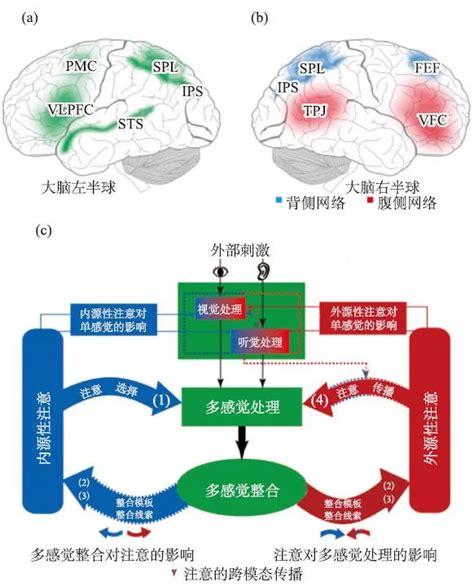 多感觉整合研究：多模态信息的整合机制及临床应用 计算认知神经科学 财经头条