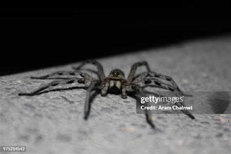 Tarantula Wolf Spider Photos and Premium High Res Pictures - Getty Images