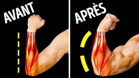 14 Exercices Pour Avoir Des Avant Bras Plus Gros YouTube