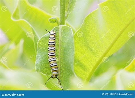 Monarch Butterfly Caterpillar Eating Leaf Stock Photo Cartoondealer