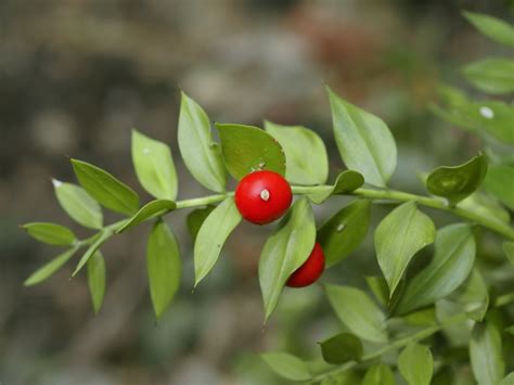 Stechender Mäusedorn Ruscus aculeatus Beschreibung Steckbrief Systematik