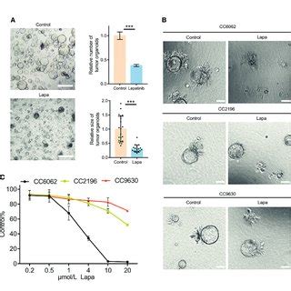 Lapatinib Exerts Synergistic Growth Inhibitory Effects On