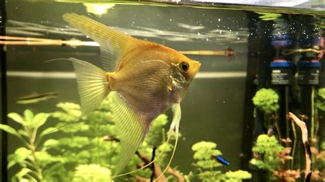 Que Peces Puedo Poner En Acuario De Litros Todopez