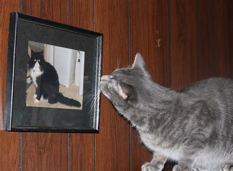 Cat Looking At Framed Photo Of Another Cat Photos Public Domain