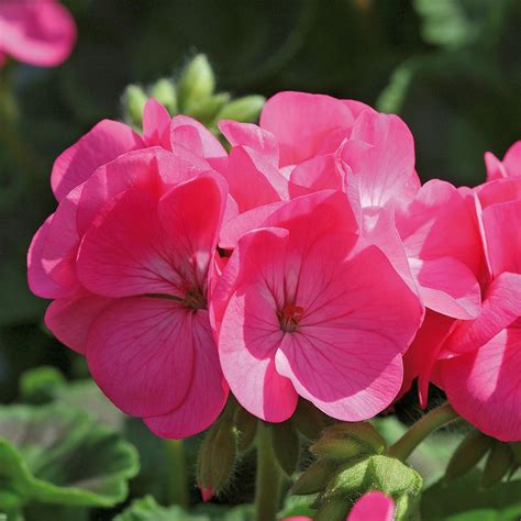 Geranium Pink Six Pack Stewarts Garden Centre