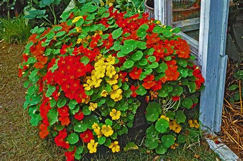 How To Plant And Grow Nasturtium Flowers Gardener’s Path