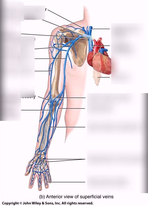 Superficial Arm Veins Diagram Quizlet