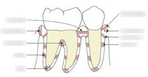 DH 101 Exam 2 PDL And Gingival Fiber Groups Diagram Quizlet