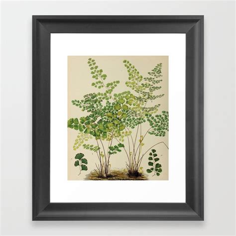 Maidenhair Ferns Framed Art Print By Blue Specs Studio Society6