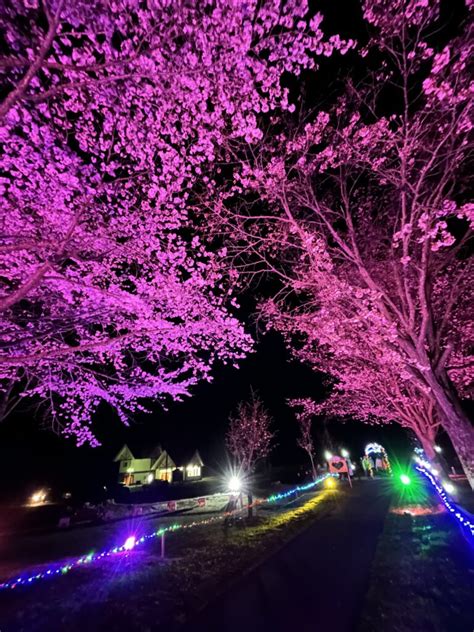 夜桜→温泉 公営塾 びらとり義経塾 北海道平取町の公営学習塾