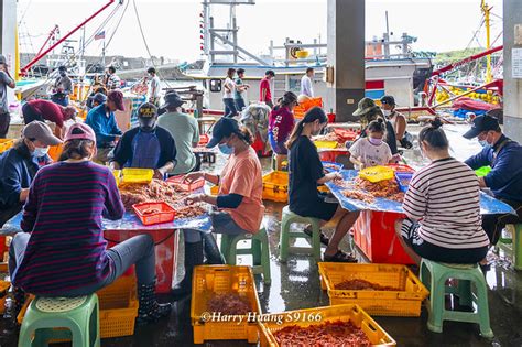 Harry 59166 櫻花蝦 挑選 加工 海蝦 蝦子 宜蘭 大溪漁港 魚市場 漁獲 海產 海鮮 漁業 漁民 漁工 勞工 工作 宜蘭縣 頭城鎮 頭城 大溪 A Photo On