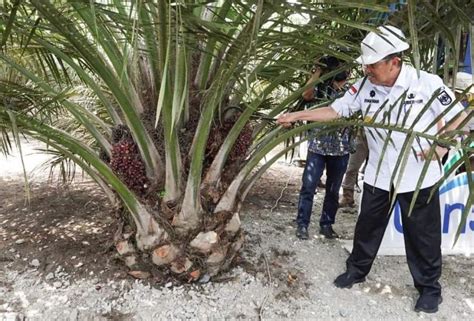 Camat Batang Cenaku Curhat Soal Kebun Sawit Dalam Kawasan Hutan