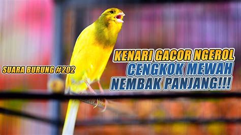 SUARA BURUNG 202 Kenari GACOR PANJANG INI Cocok Untuk Masteran KENARI