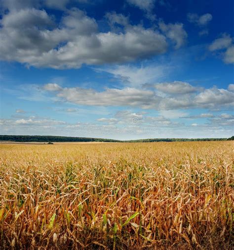 Corn Field With Beautiful Blue Sky With Clouds Yellow Leaves Ripening