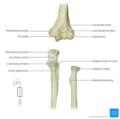 radius bone labelled diagram radius  ulna diagram radius