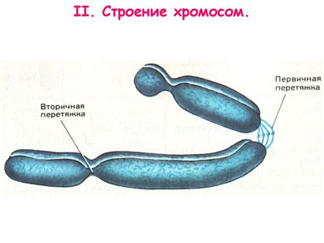 Строение ядра клетки - online presentation