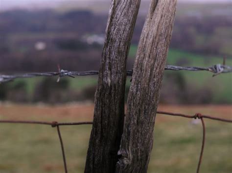 Free Images Tree Nature Branch Winter Fence Barbed Wire Plant