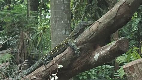 77 Varanus Salvadorii Crocodile Monitor Lizard Zoo Singapore 2017 Youtube