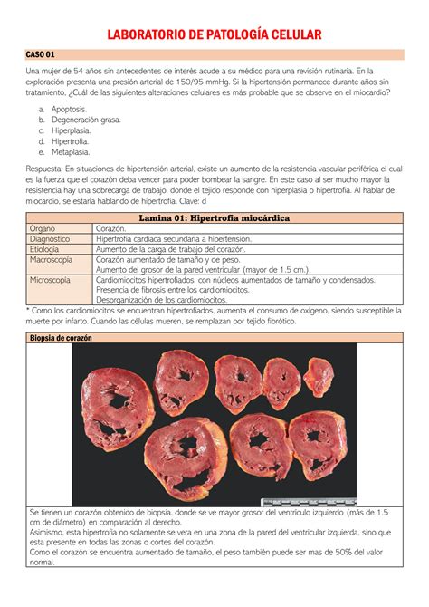 Solution Patologia General Laboratorio De Patologia Celular