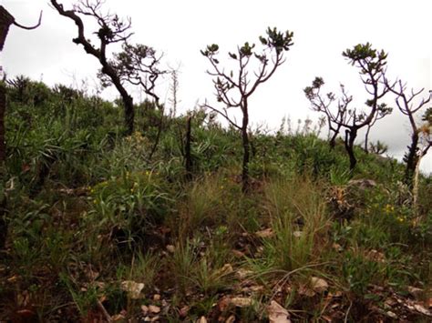 Altos E Baixos De Uma Aventura No Parna Da Serra Da Canastra O Eco