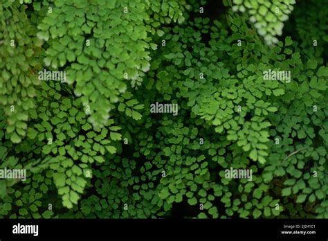 Adiantum Raddianum Delta Maidenhair Fern Leaves Stock Photo Alamy