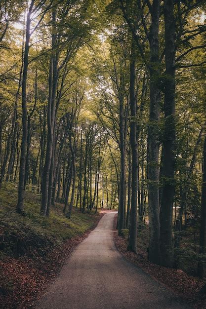 P Gina Im Genes De Bosques Verde Descarga Gratuita En Freepik