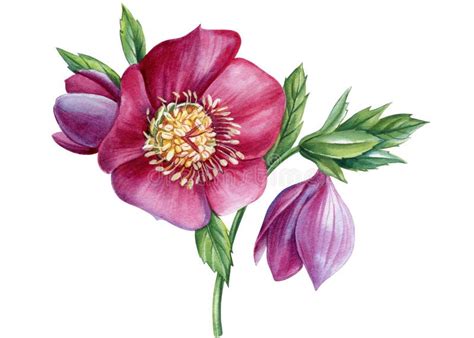 Spring Flower Hellebores Isolated Hellebore Watercolor Illustration