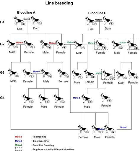 Inbreeding Definition And Examples Biology Online Dictionary