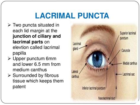 Anatomy of the lacrimal apparatus sivateja