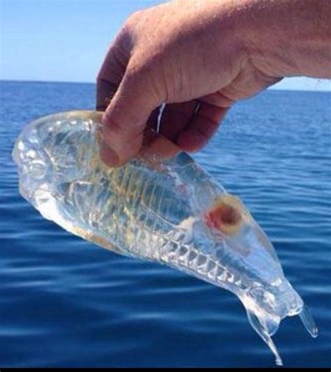 A Fisherman In New Zealand Discovered A Translucent Sea Creature Off