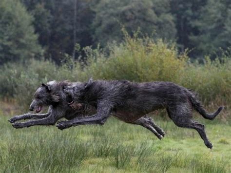 Lobero Irland S El Perro M S Alto Del Mundo Kennel Club Argentino