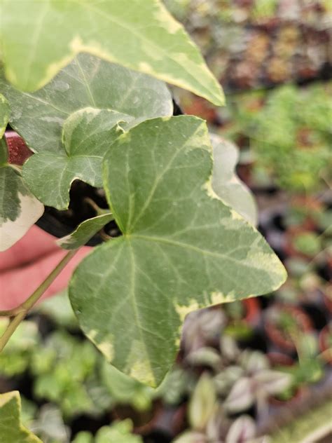 Variegated English Ivy Live Plant In A Miniature 2 Pot 2 Plants