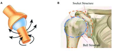 Ball And Socket Joint Shoulder