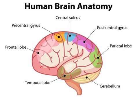 Brain Diagram Vector Art, Icons, and Graphics for Free Download